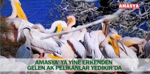 amasya ak pelikanlar