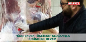 merzifon sığır yetiştiricileri