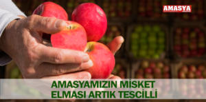misket elması tescil