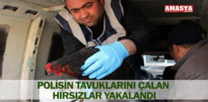 polisin tavukları