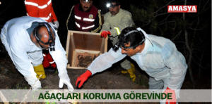 karıncalar nakledildi 1