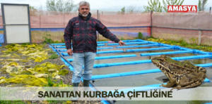 kurbağa 1