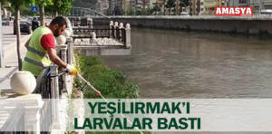 yeşilırmak larva 1