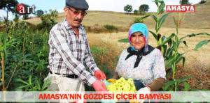 bamya hasadı 1