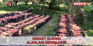 misket elması 1