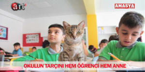 KEDİ 1