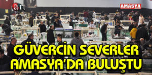 güvercin festivali 1