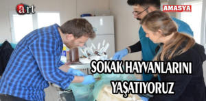 sokak hayvanları.