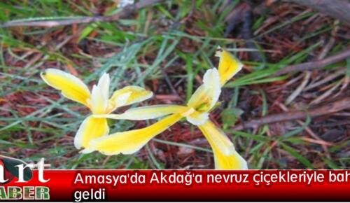Amasya’da Akdağ’a nevruz çiçekleriyle bahar geldi