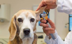 hayvan barınağı açılış için gün sayıyor