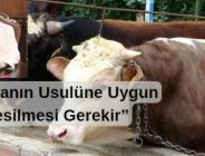 Kurban Bayramının yaklaşması ile kurban kesilecek olan hayvanın özelliği kadar usulüne uygun olarak kesilmesi de önemlidir.