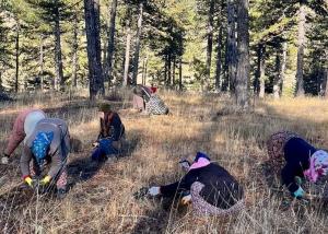 amasya-ormanlari2-1701424153