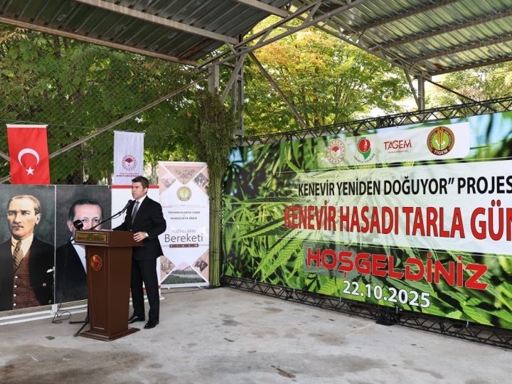Amasya’da Yerli & Milli “Vezir” Kenevirinin Hasadı Başladı – Vali Önder Bakan Tarlada