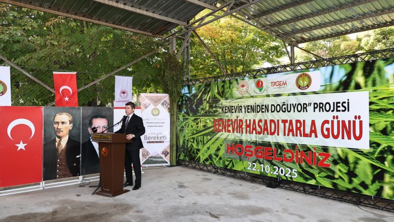 Amasya’da Yerli & Milli “Vezir” Kenevirinin Hasadı Başladı – Vali Önder Bakan Tarlada